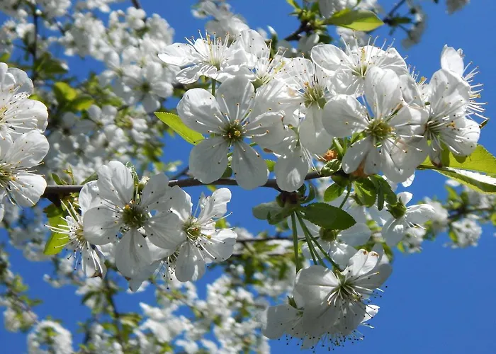 Voelgy Apartamento *